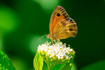 Gatekeeper butterfly, Pyronia tithonus, resting © Sander Meertins