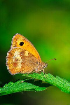 Gatekeeper butterfly, Pyronia tithonus, resting