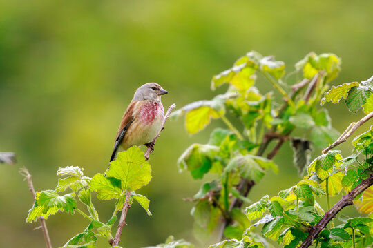 Linnet male bird, Carduelis cannabina singing