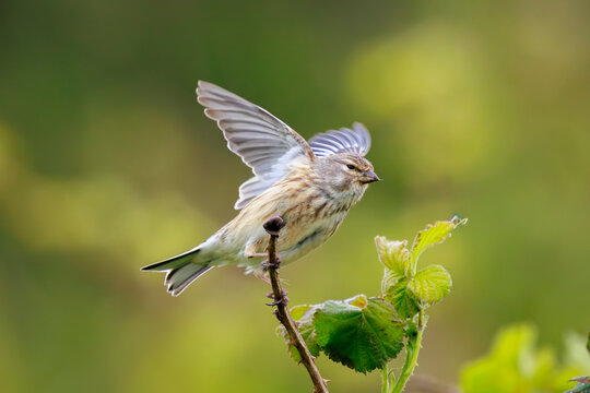 Linnet male bird, Carduelis cannabina singing