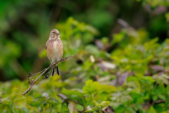 Linnet male bird, Carduelis cannabina singing
