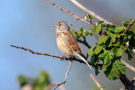 Linnet male bird, Carduelis cannabina singing during Springtime
