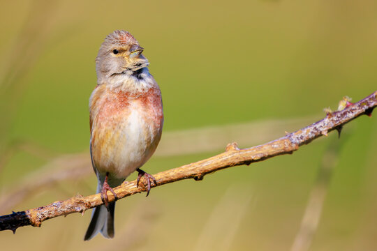 Linnet male bird, Carduelis cannabina singing during Springtime