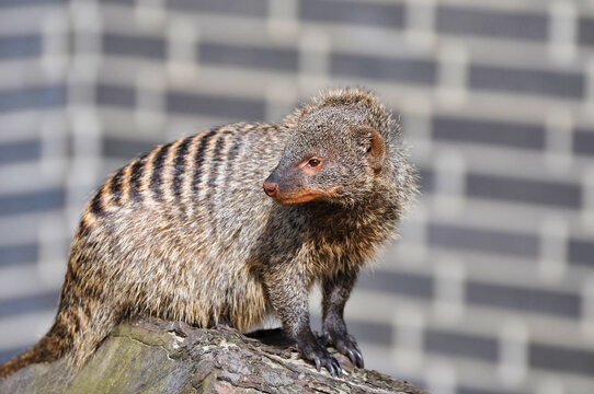 Close-up Portrait of a Banded Mongoose (Mungos mungo) with Blurred Background
