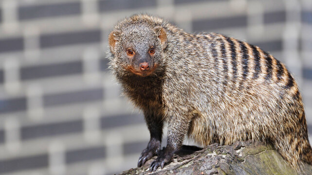 Close-up Portrait of a Banded Mongoose (Mungos mungo) with Blurred Background