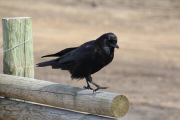 Fototapeta premium crow on the fence