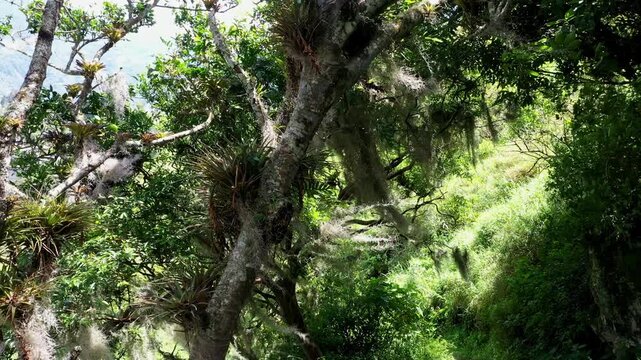 Moving through the branches of an old tree full of Tillandsia, also called Spanish moss or Old man's beard which are moving with the wind