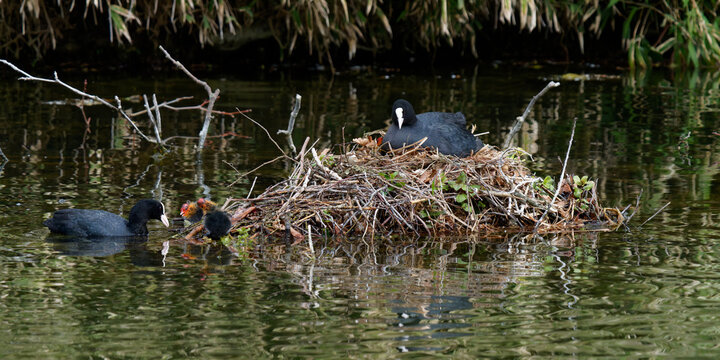 un nid de foulque macroule avec des poussins