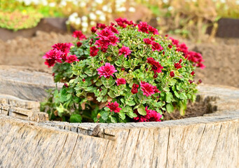 Naklejka premium Purple chrysanthemum flower in stump