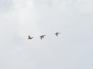 Obraz premium Groupe de canards colverts Anas platyrhynchos en vol sur fond de ciel avec grand espace négatif