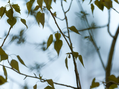 Jeunes feuilles vertes au printemps sur branches d&rsquo;arbre avec arri&egrave;re-plan flou naturel