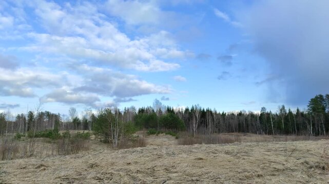 Clouds float across the blue sky above the forest №3