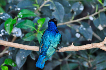 Fototapeta premium Superb Starling (Latin Name: Lamprotornis superbus) Perched on a Branch with Iridescent Blue Plumage and White Eyes in Tierpark Berlin 