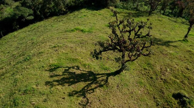 Turning around a lone tree in the middle of a meadow casting his shadow on the grass below