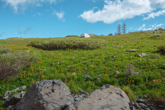 White tent on green grassland among vivid orange flowers and rocks in bright sun under clouds in blue sky. Alone tent on flowering hilly meadow among thickets and stones in cloudy changeable weather.