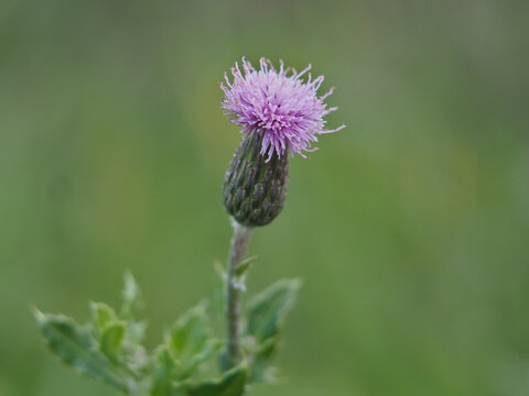 Isolated close-up of a blossom of a creeping thistle (Cirsium arvense (L.) Scop.) or field thistle, Canadian thistle in Bonn, Germany in September