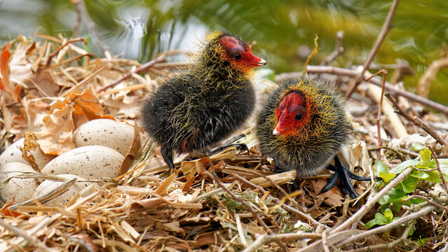 un nid de foulque macroule avec des poussins