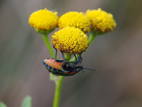 Isolated close-up of the ventral of green shield shield bug (palomena prasina) or stink bug hanging from a tansy (tanacetum vulgare) Bonn, Germany