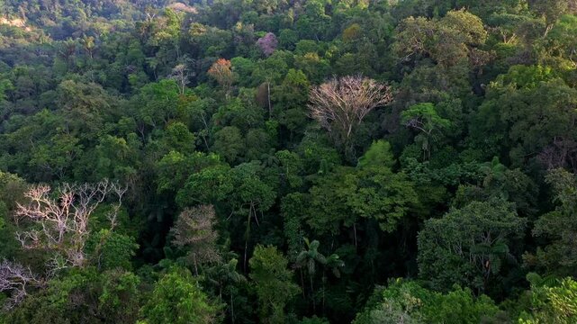 Aerial view of a tropical forest, flying close over the tree canopy in which many different species are visible and flowering red and purple