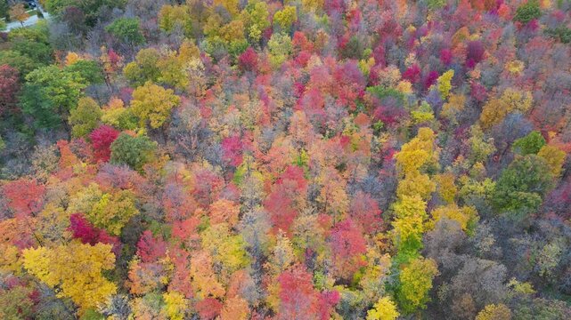 Aerial 4K drone footage of vibrant Canadian fall colors, showcasing forests, lakes, and winding landscapes painted in red, orange, and yellow autumn foliage