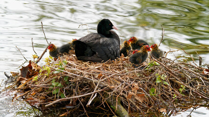 un nid de foulque macroule avec des poussins © fzrmailbox