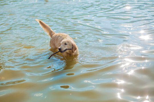 Golden retriever swimming in lake with stick in mouth, playful dog fetching in water, sunny day outdoors