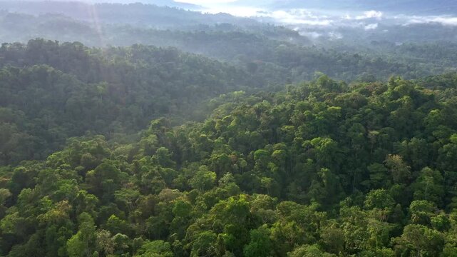 Aerial view of a tropical rainforest canopy with fog hanging over the tree crows, moving closer to the tree crows
