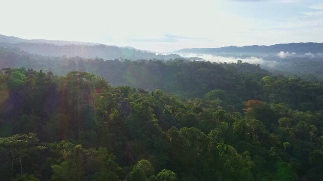 Moving over a tropical forest canopy with fog covering the valley, with sun flares due to the rising sun