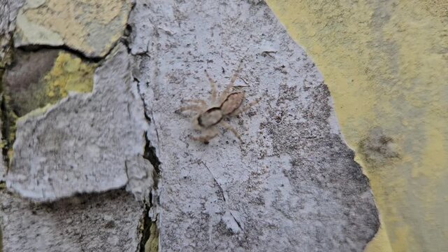 Small jumping spider crawling across textured wall surface in video footage