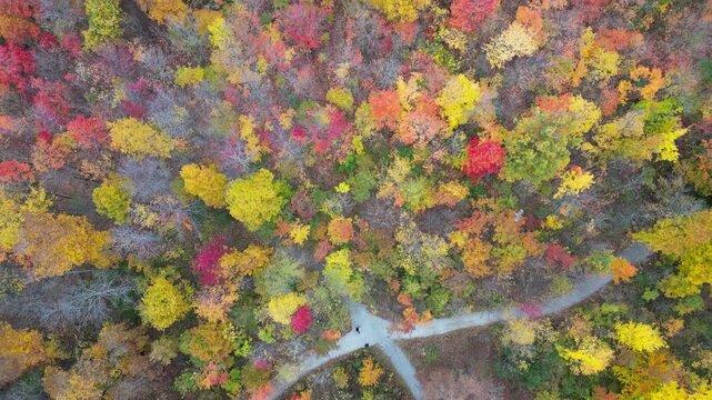 Aerial 4K drone footage of vibrant Canadian fall colors, showcasing forests, lakes, and winding landscapes painted in red, orange, and yellow autumn foliage