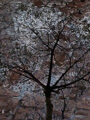 Naklejka premium tree in winter