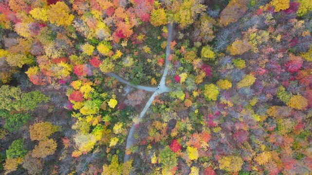 Aerial 4K drone footage of vibrant Canadian fall colors, showcasing forests, lakes, and winding landscapes painted in red, orange, and yellow autumn foliage