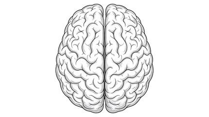 Fototapeta premium Detailed illustration of a human brain with visible folds and structures