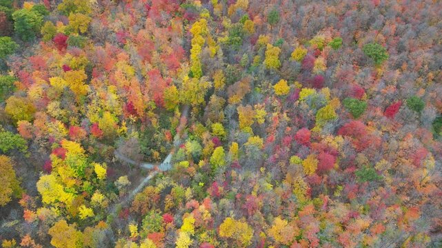 Aerial 4K drone footage of vibrant Canadian fall colors, showcasing forests, lakes, and winding landscapes painted in red, orange, and yellow autumn foliage