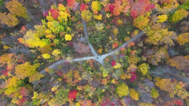 Aerial 4K drone footage of vibrant Canadian fall colors, showcasing forests, lakes, and winding landscapes painted in red, orange, and yellow autumn foliage