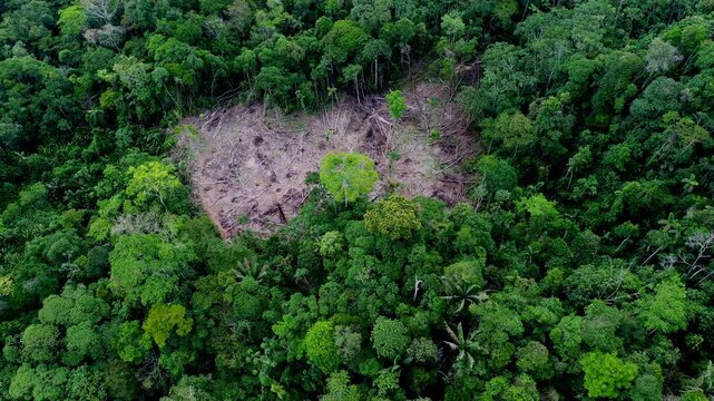 Aerial top view of a square of tropical forest that has been deforestated