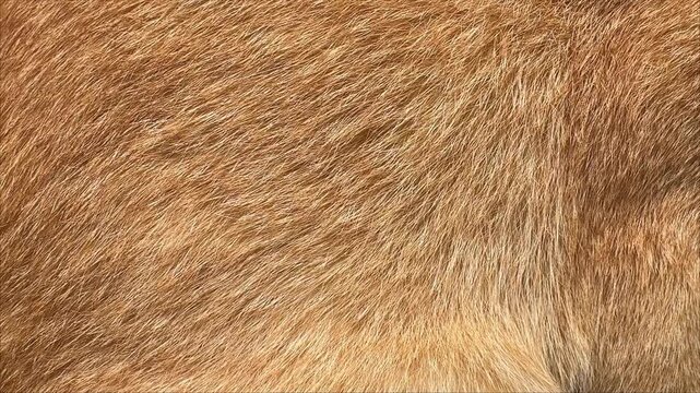 An immersive visual journey into the tactile depths of a cat's soft fur