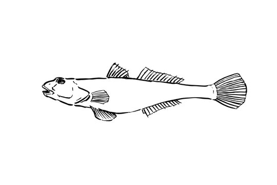 Japanese goby hand-drawn ink line illustration, marine fish vector