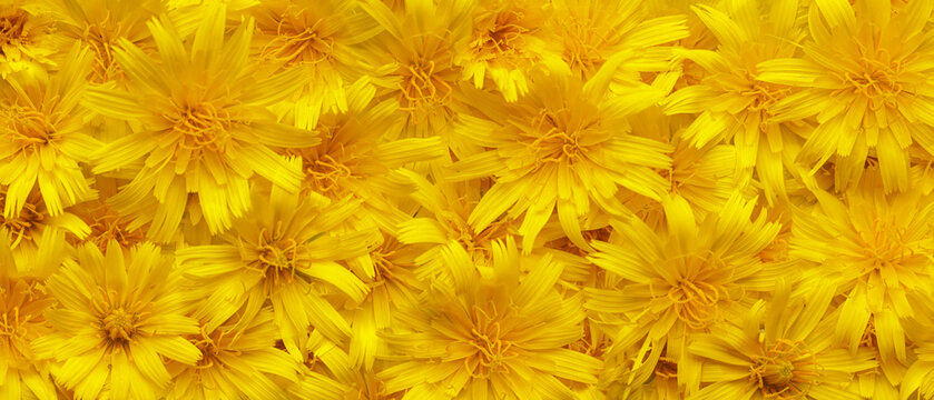 Wildflowers in warm yellow and orange colors creating a wall of flowers. Yellow flowers background.