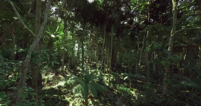 mysterious shadowed jungle undergrowth bathed in filtered light, dense vines and mossy trunks create enigmatic atmosphere, damp leaf litter and winding roots