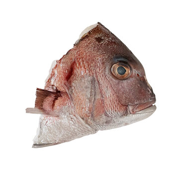 チダイ（血鯛）の頭。お祝い料理やあら炊き用の新鮮な切り抜き素材（Crimson sea bream head isolated. Fresh ingredient for Japanese celebratory dishes and cooking）

