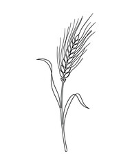 Fototapeta premium Wheat stalk line art illustration, barley plant, grain isolated on white background