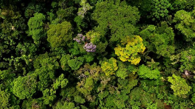 Aerial of a tropical forest, moving to a side view and showing a detailed close up of a tamburu, Vochysia bracelineae and a Arenillo tree, erisma uncinatum flowering with yellow and purple flowers