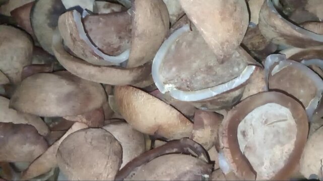 Dried coconut meat or copra in a traditional village for coconut oil production.