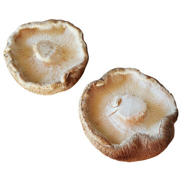椎茸（しいたけ） 裏返し 2個セット 白背景 切り抜き（Two raw shiitake mushrooms, underside view, isolated on white background）
