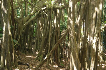 Obraz premium Gravity Defied mangrove trees