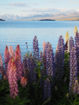 Mountains and Tekapo lake shore 