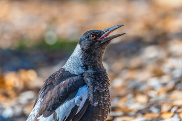 Fototapeta premium Outdoors with the Australian Magpie