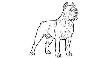 Fototapeta premium Cane Corso Dog Vector Illustration, Detailed Line Art Drawing of a Powerful Guard Dog Breed for Coloring Pages and Graphic Design Projects