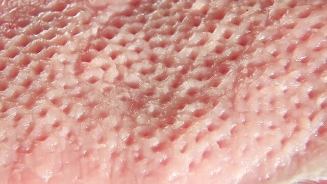 Extreme macro of raw pork chop texture during close inspection as a white tool enters from the side, glides over the pink meat surface, and exits while the camera tightens on fresh fibers.